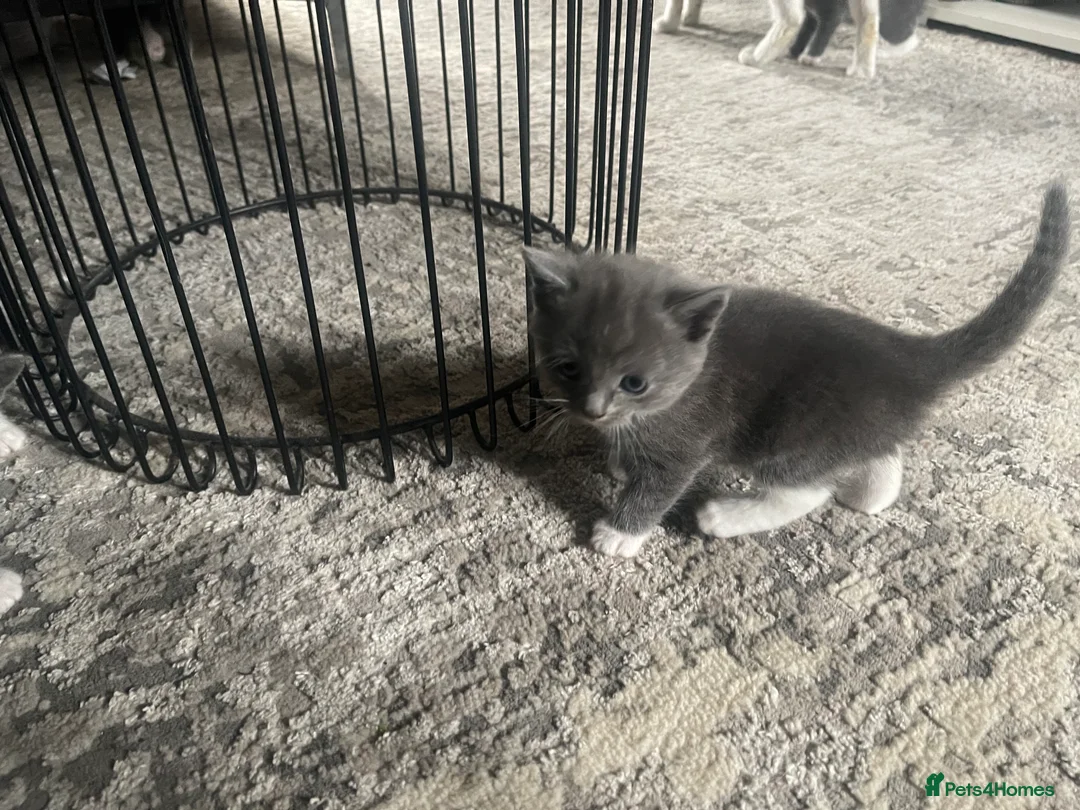 Mixed Breed cats for sale: All reserved  - Advert 17
