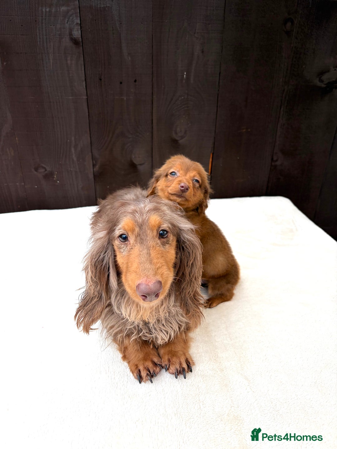 Miniature Dachshund dogs for sale: Dachshund puppy only 1 Boy still available  - Advert 18