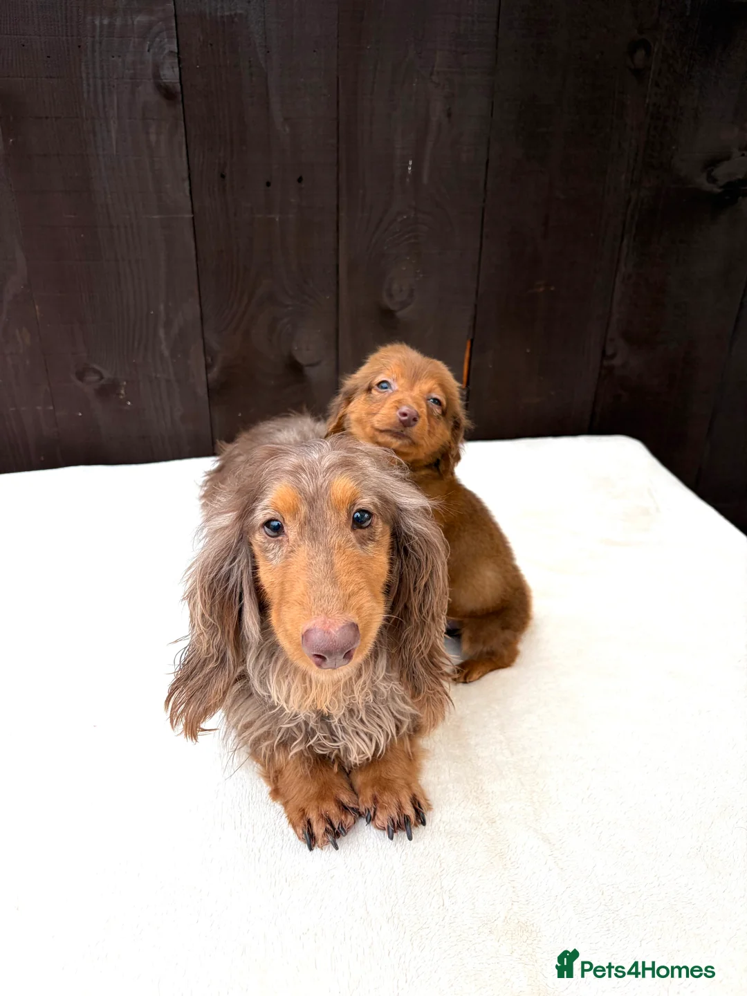 Miniature Dachshund dogs for sale: Dachshund puppy only 1 Boy still available  - Advert 18