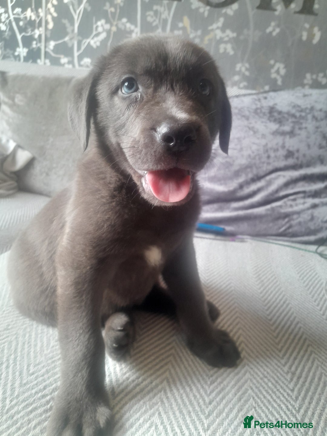 Mastiff dogs for sale: Serbian defense dogs  - Image 1