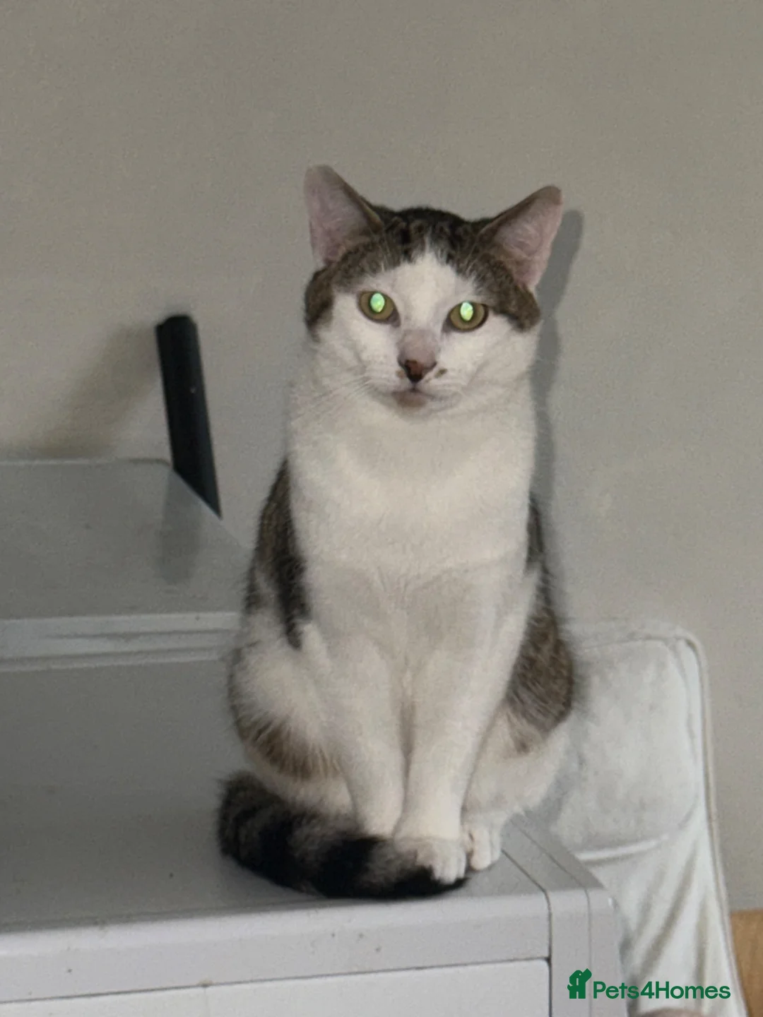 Mixed Breed cats for sale: Bengal cross  - Advert 2