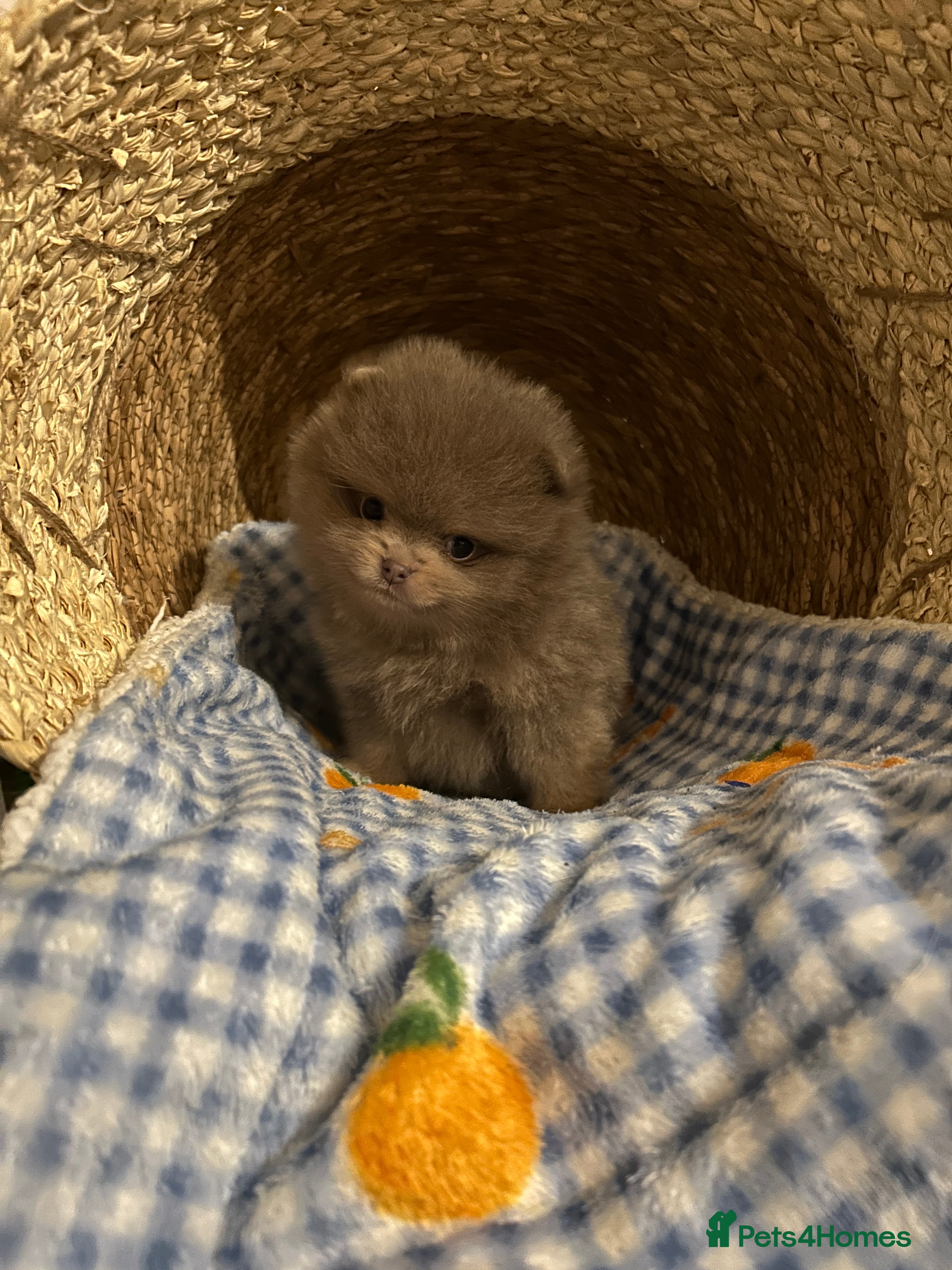 Pomeranian dogs  LAST BEAUTIFUL  LILAC POMERANIAN - Advert 6