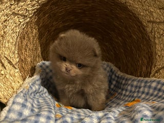 Pomeranian dogs LAST BEAUTIFUL LILAC POMERANIAN - Advert 13