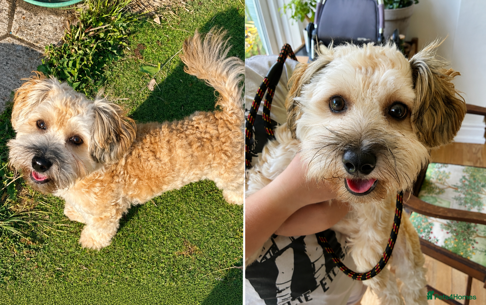 Havanese dogs Beautiful KC Registered Pedigree Havanese  - Advert 1