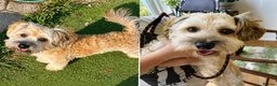 Havanese dogs for sale: Beautiful KC Registered Pedigree Havanese  in Longhope - Advert 1