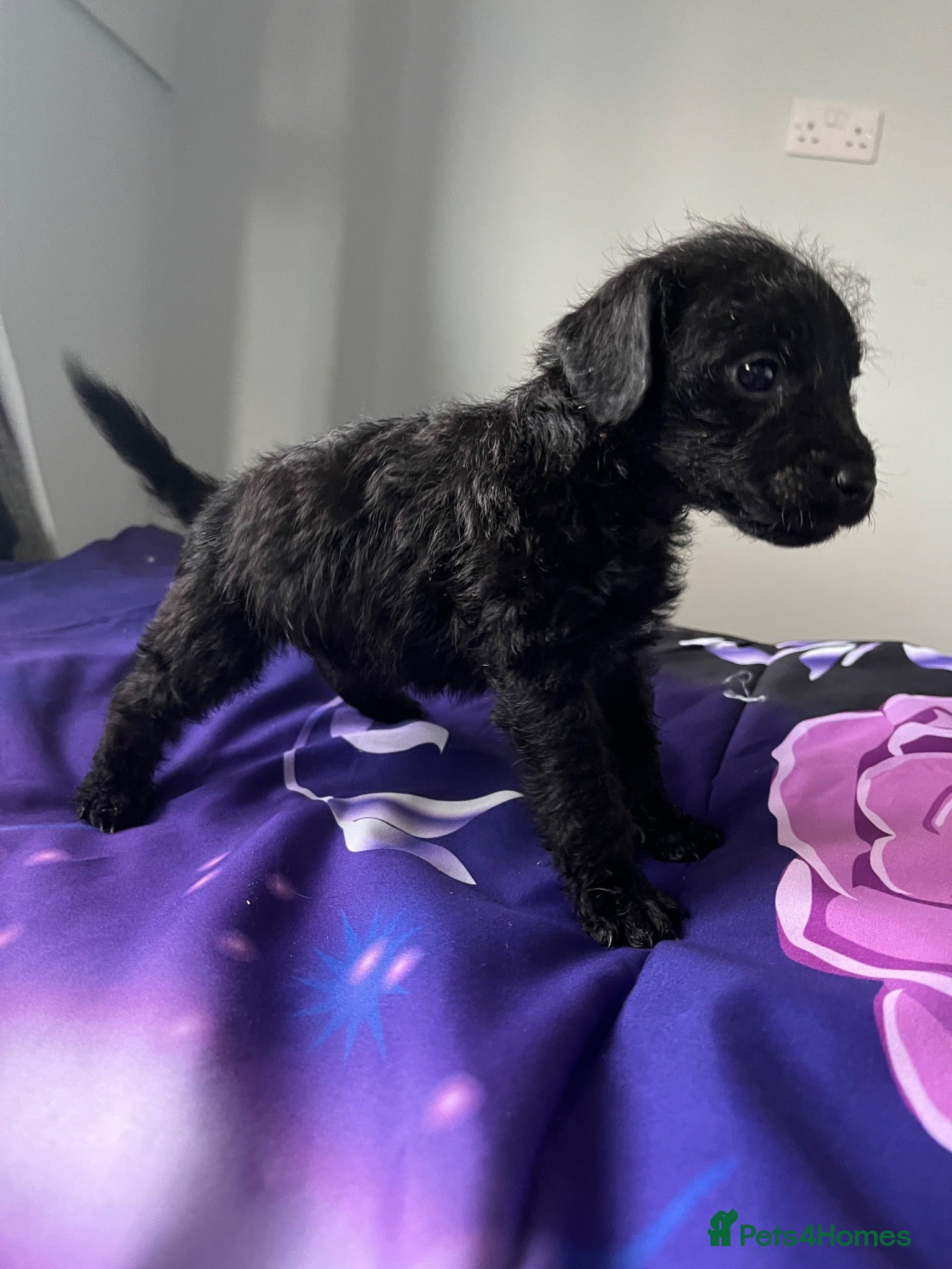Patterdale Terrier dogs Patterdale terrier pups  - Advert 1