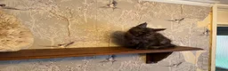 Maine Coon cats for sale: Maine Coon Registered TICA - Advert 8