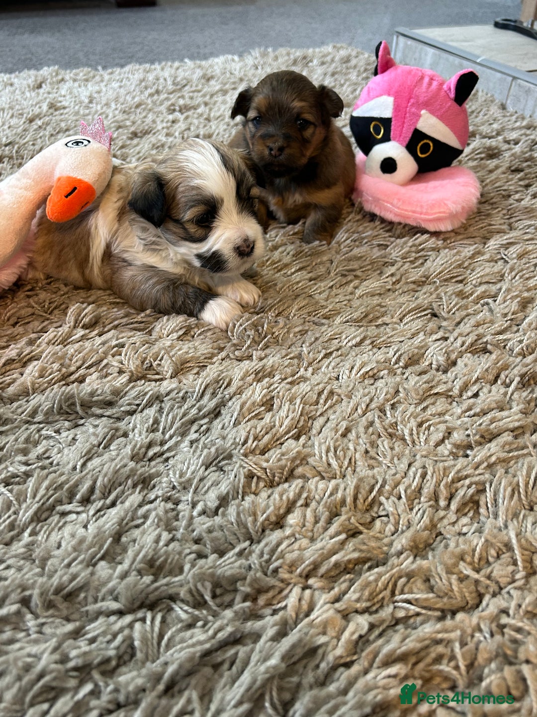Havanese dogs for sale: Four beautiful Havanese  - Image 5