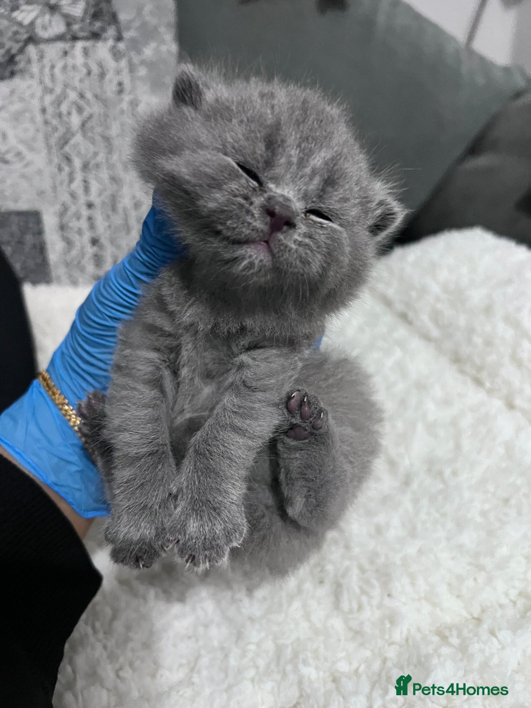 British Shorthair cats for sale: 3 British short hair kittens - Advert 6