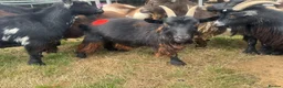Goats livestock for sale: 7 Pygmy goats for sale - Advert 4