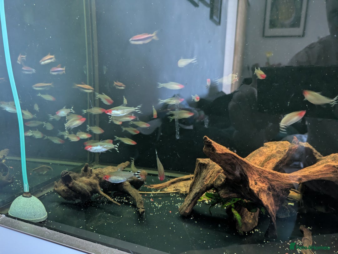 Plecos fish for sale: Pleco l333 - Image 3