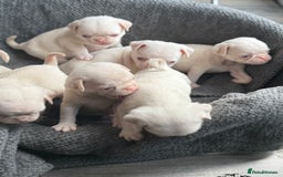 Pug dogs for sale: 7 boys ready to go next week!!!🩵 - Image 11