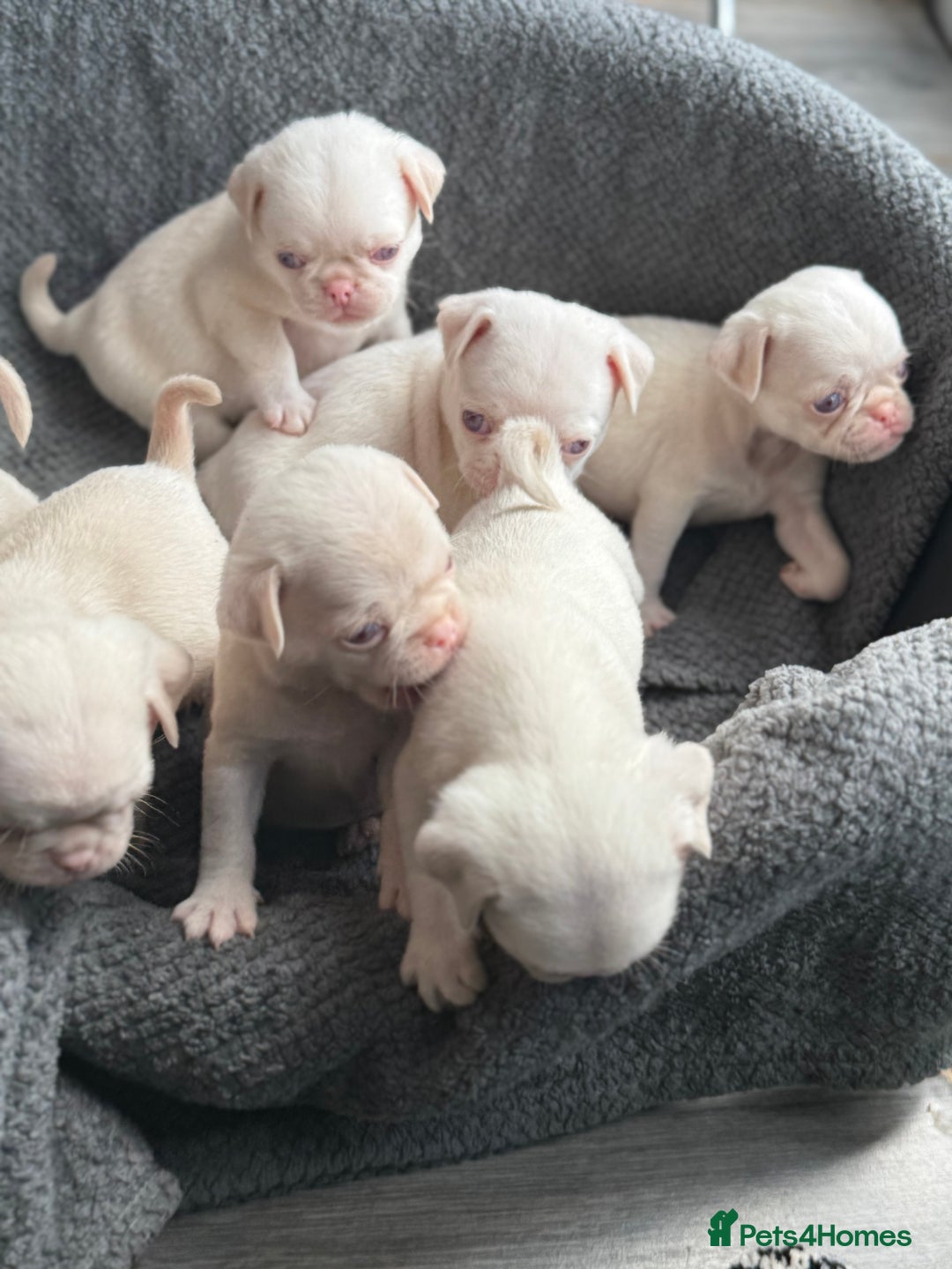 Pug dogs for sale: 7 boys ready to go next week!!!🩵 - Image 11