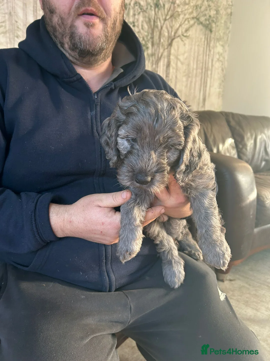 Cockapoo dogs for sale: Cockerpoo / cockapoo - Advert 23