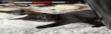 Kitten 1