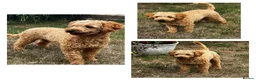 Cockapoo dogs for stud: KC Reg Toy Poodle Stud Dog DNA Tested Somerset - Advert 1