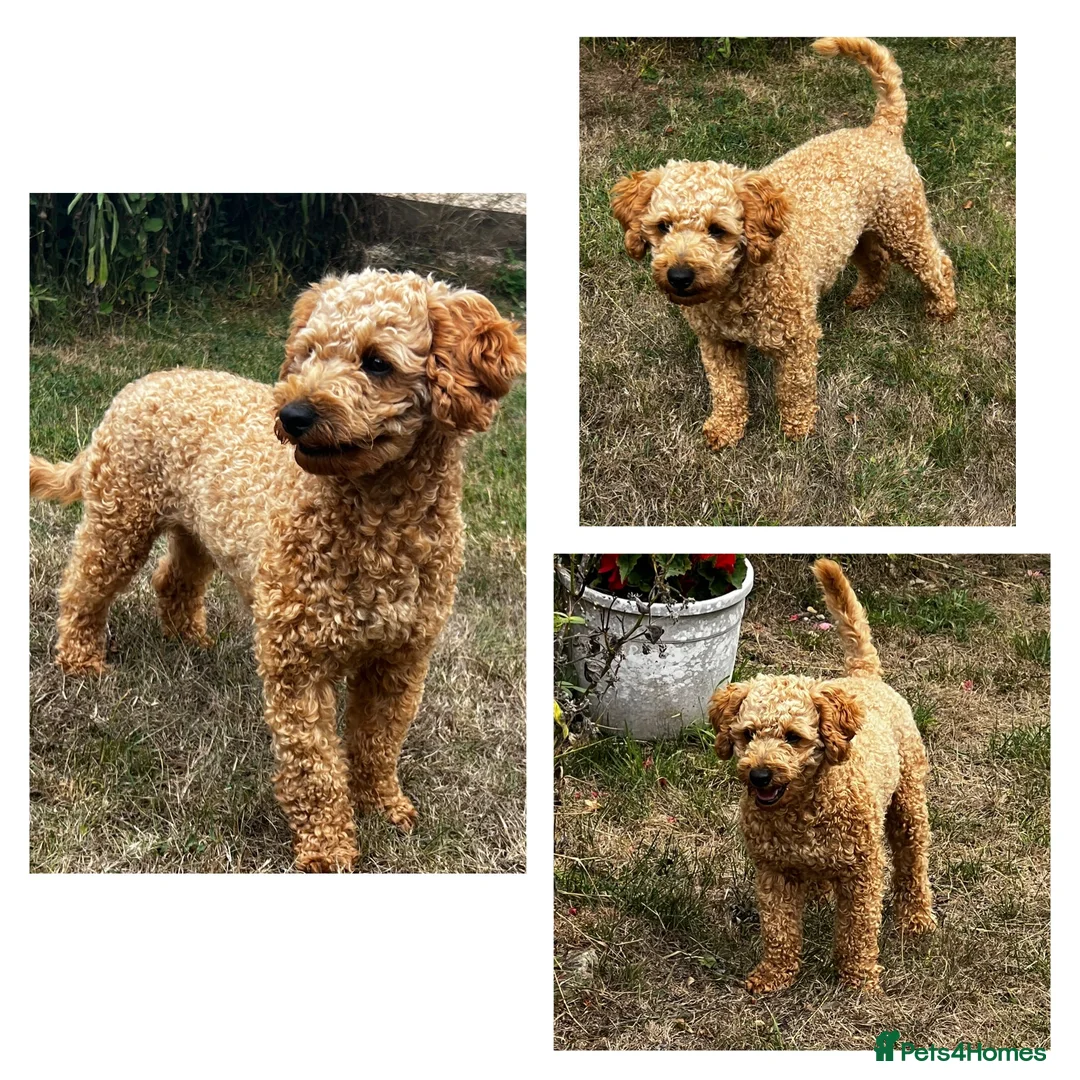 Cockapoo dogs for stud: KC Reg Toy Poodle Stud Dog DNA Tested Somerset - Advert 1