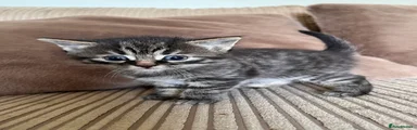 Grey striped Kitten 1