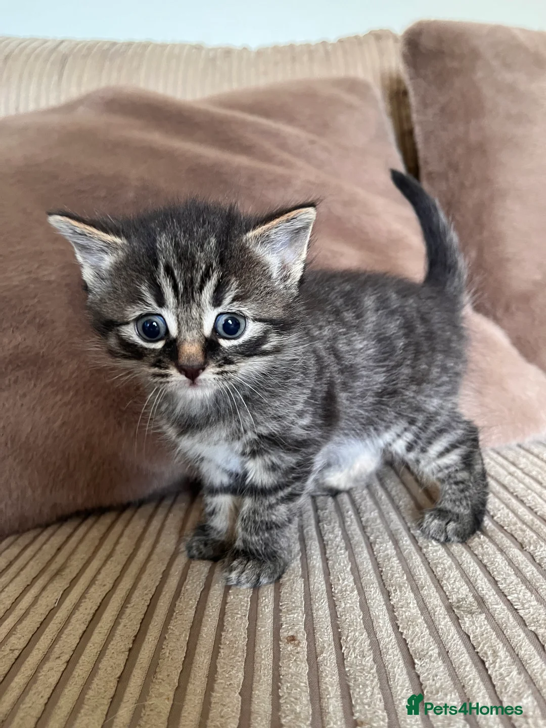 Mixed Breed cats for sale: Grey and black striped kittens For Sale - Advert 34