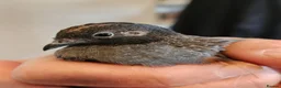 Quail poultry for sale: Female Chinese Painted Button Quail in Flint - Advert 4