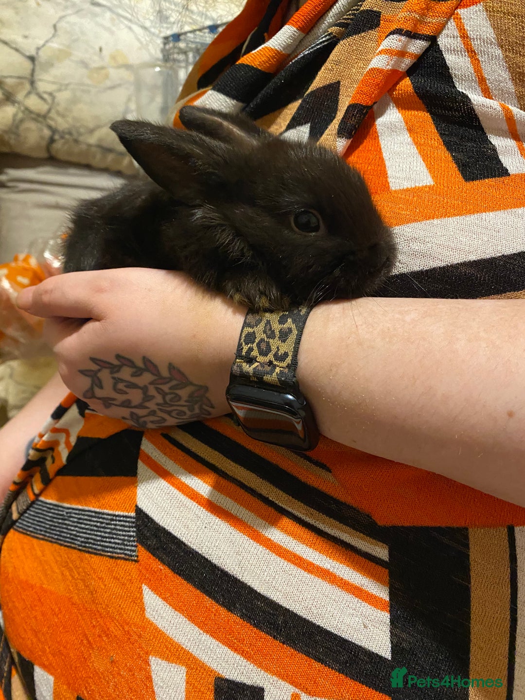 Netherland Dwarf rabbits for sale: Netherland Dwarf / Minilop  - Image 5