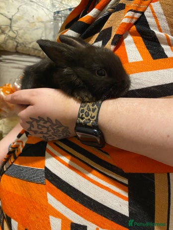 Netherland Dwarf rabbits - Advert 10