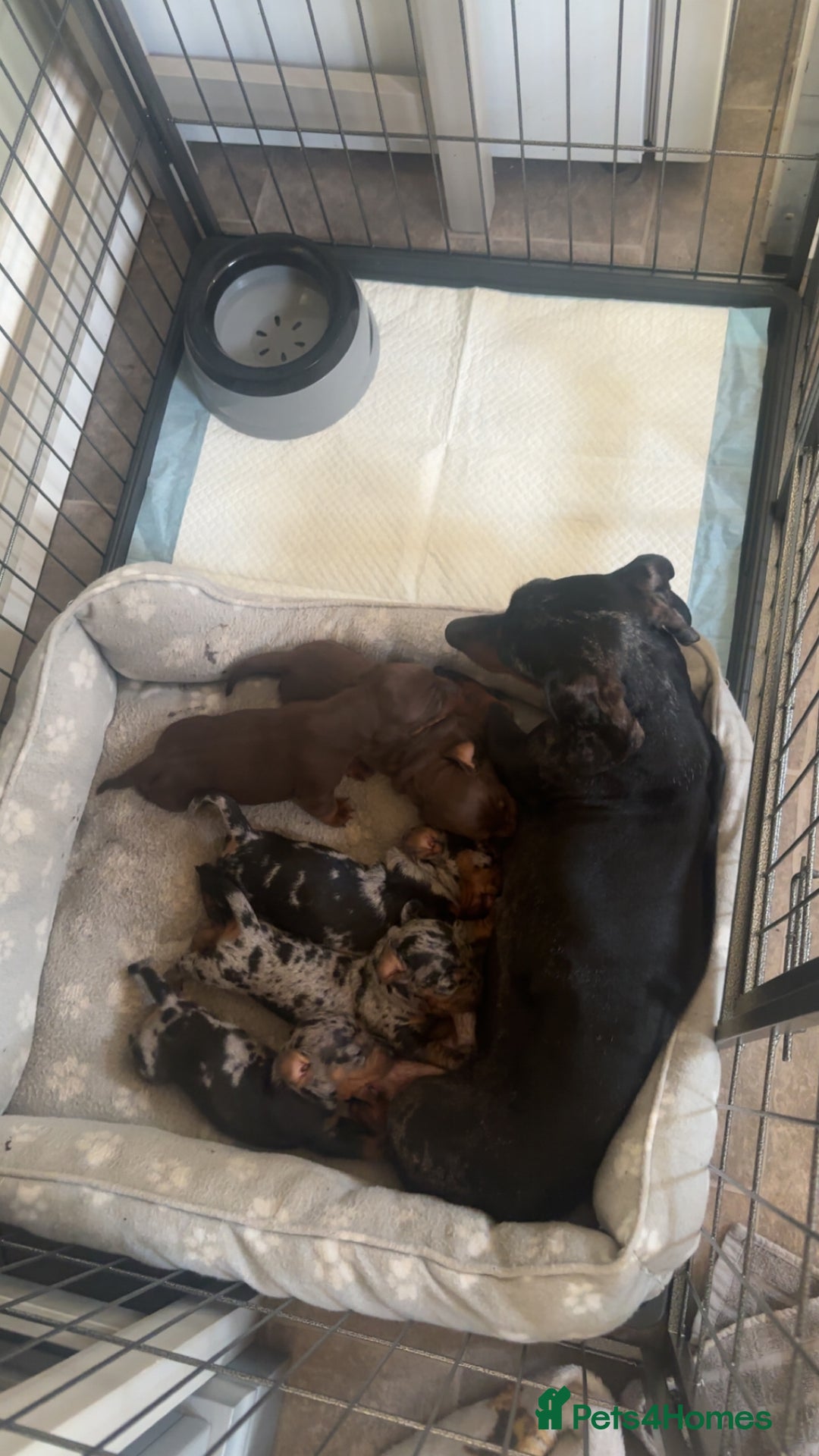 Miniature Dachshund dogs for sale: Beautiful miniature dachshunds  - Advert 4