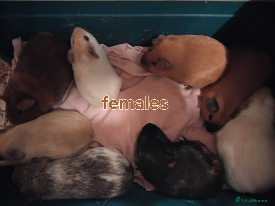 Guinea Pig rodents for sale: Young guinea pigs  - Advert 1