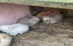 Lionhead rabbits for sale: 2 male left. 6 females  - Image 7