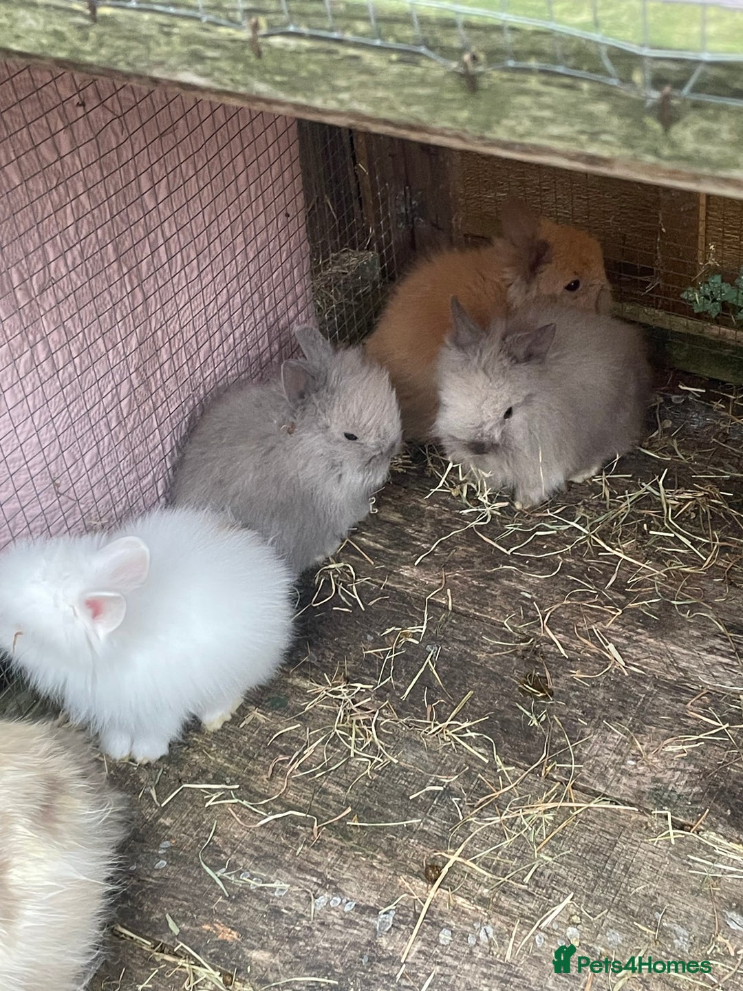 Lionhead rabbits for sale: 2 male left. 6 females  - Image 7
