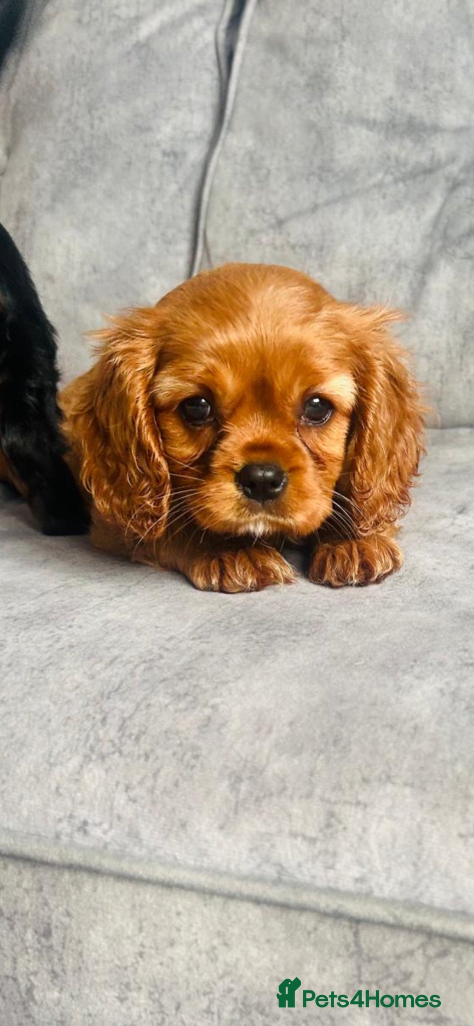 Cavalier King Charles Spaniel dogs Beautiful King Charles cavalier baby girls - Advert 2