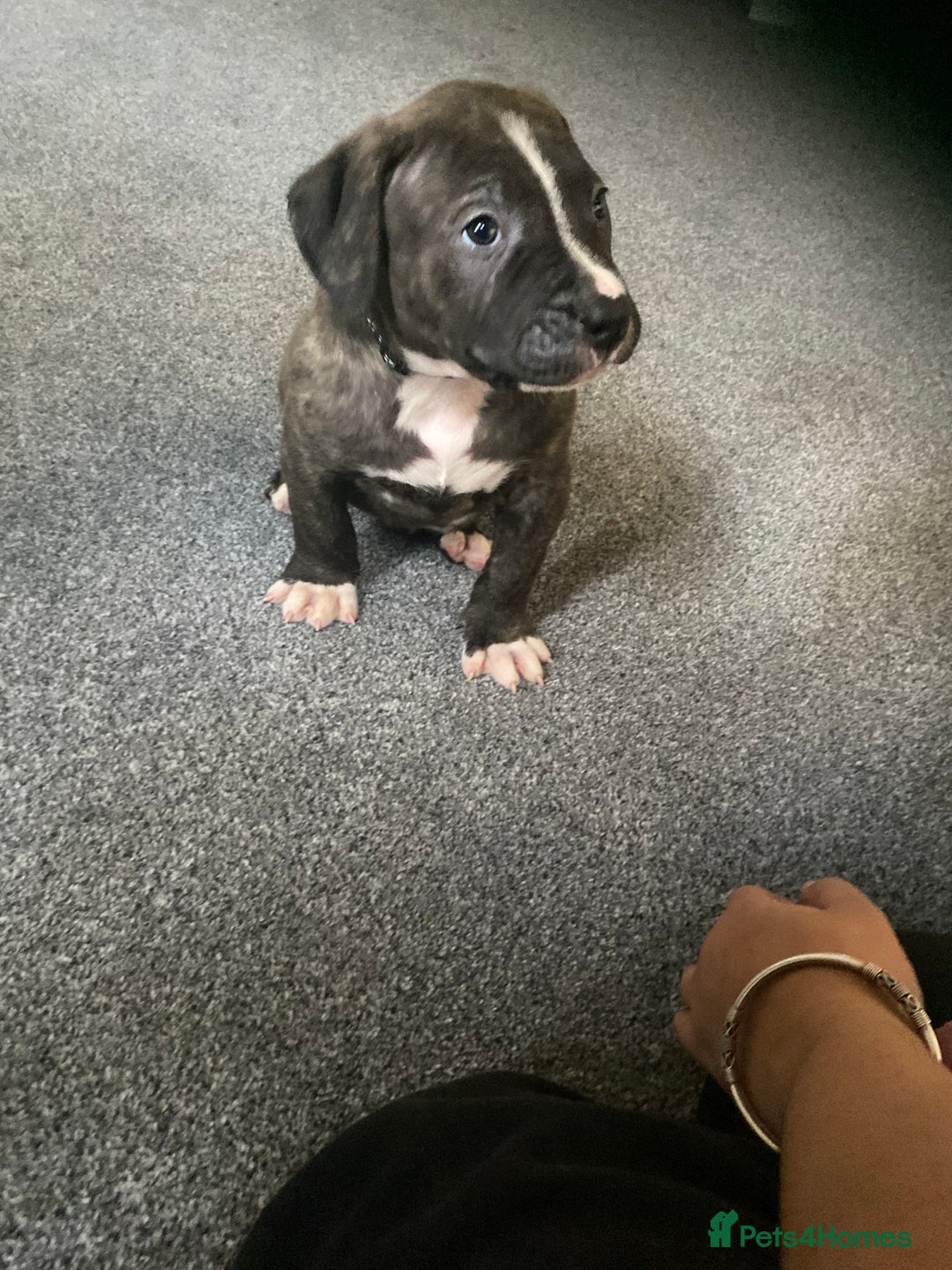 Mixed Breed dogs for sale: Scott American Bulldog Cross  - Advert 17