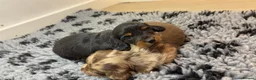 Miniature Dachshund dogs for stud: Chocolate & Tan Dapple Long Haired Mini Dachshund - Advert 9