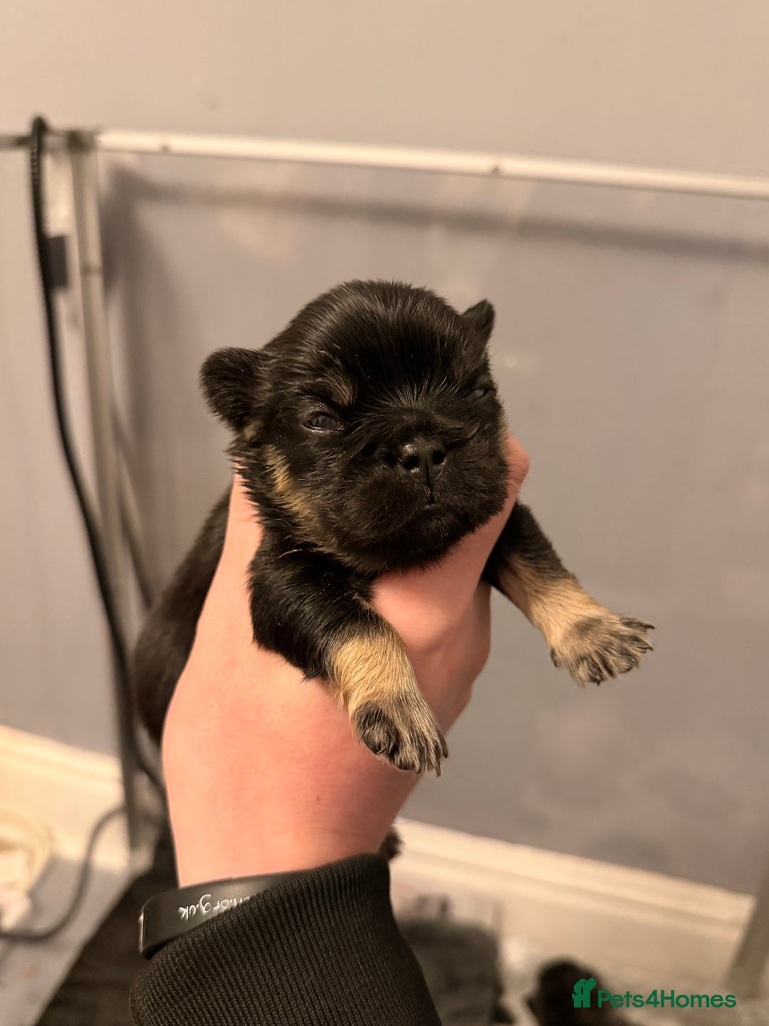 French Bulldog dogs for sale: Visual Fluffy French Bulldog Puppys - Advert 3