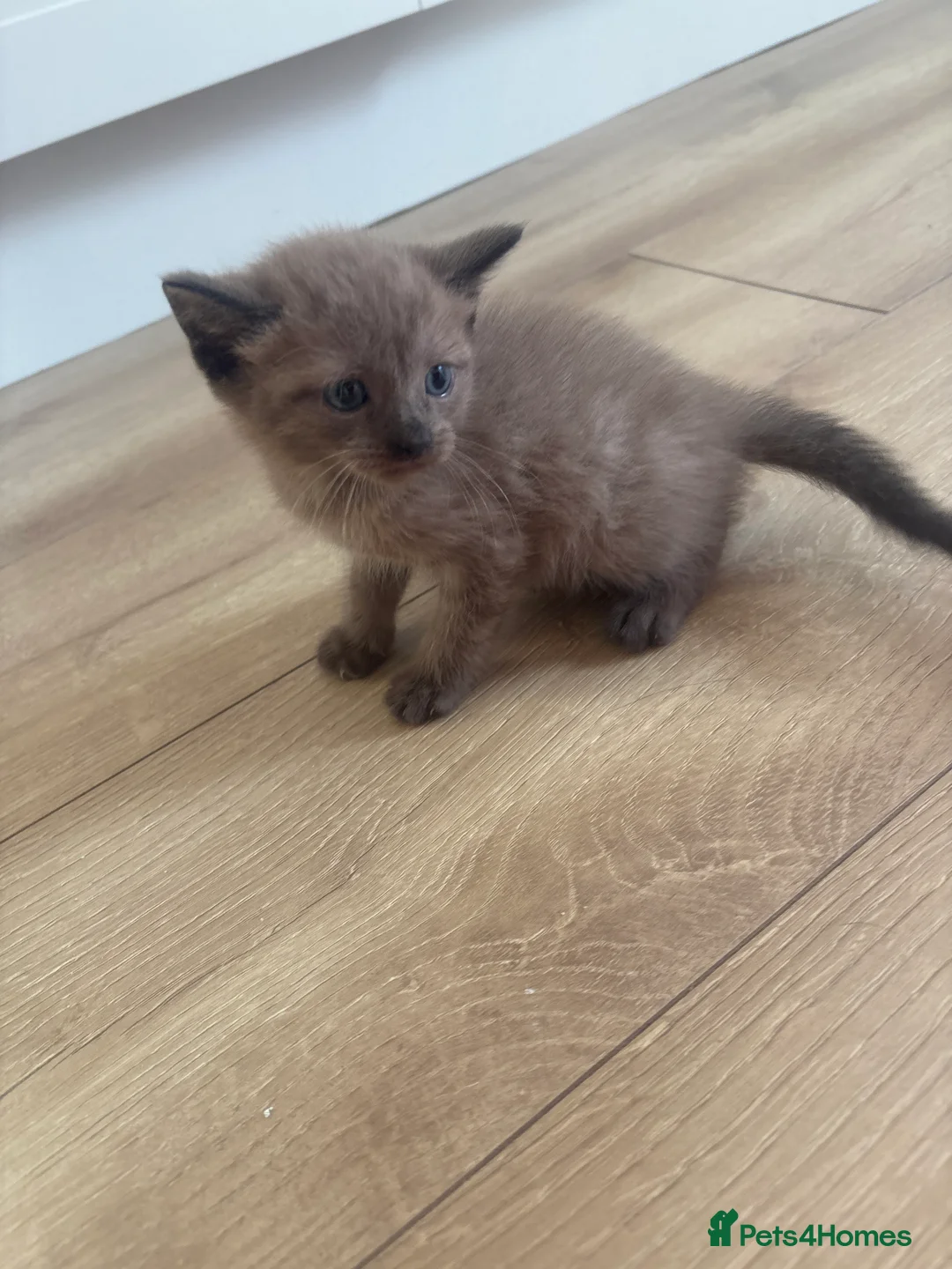 Mixed Breed cats for sale: 2 chestnut kittens for sale  - Advert 9