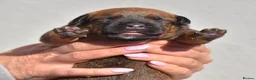 Mixed Breed dogs for sale: 🔥 PH1 BULLHERDERS BREEDING 🔥 - Advert 28