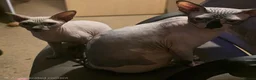Sphynx cats for sale: Adorable Sphynx Kittens – 2 Males & 1 Female  - Advert 27