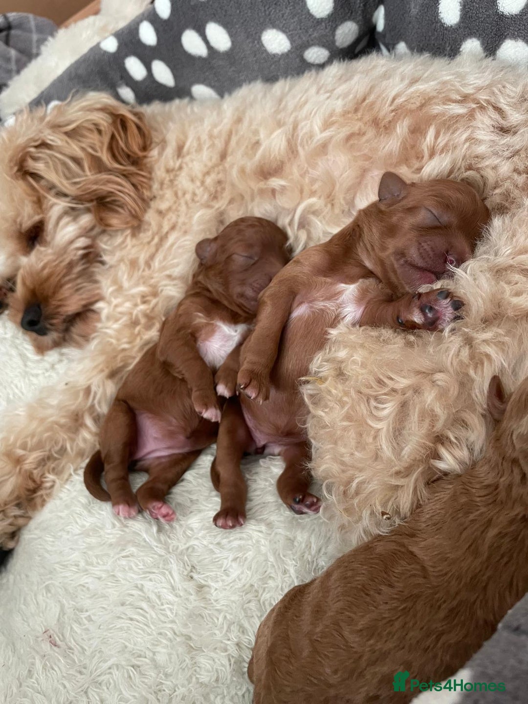 Cavapoo dogs for sale: Adorable mini Cavapoo puppies F1bb - Advert 4