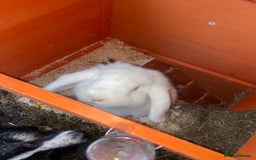 Dutch rabbits for sale: All mixed rabbits £60 each open to offers  - Advert 4