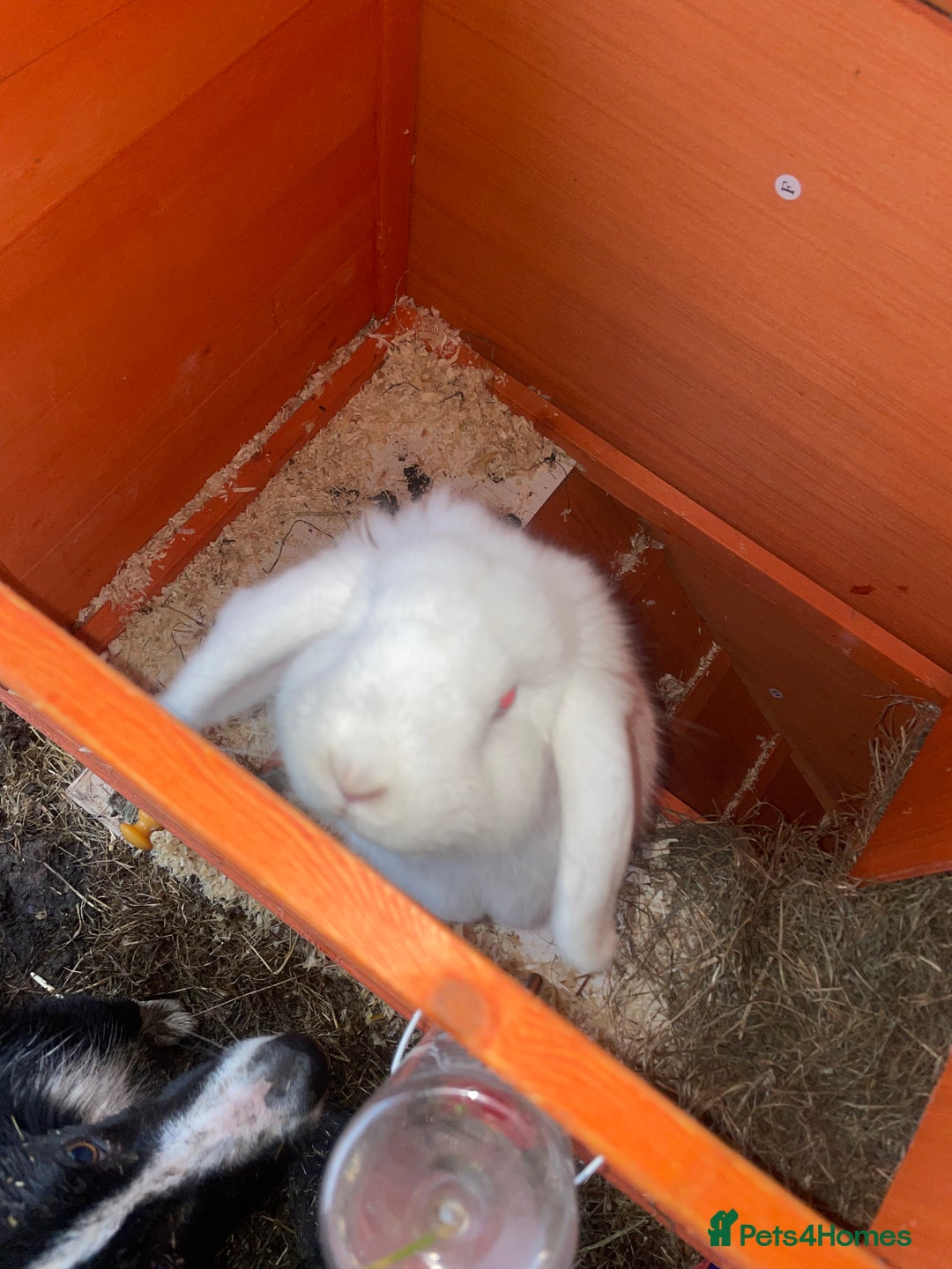 Dutch rabbits for sale: All mixed rabbits £60 each open to offers  - Advert 4