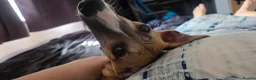 Whippet dogs for sale: Kc registered whippet puppy - Advert 5