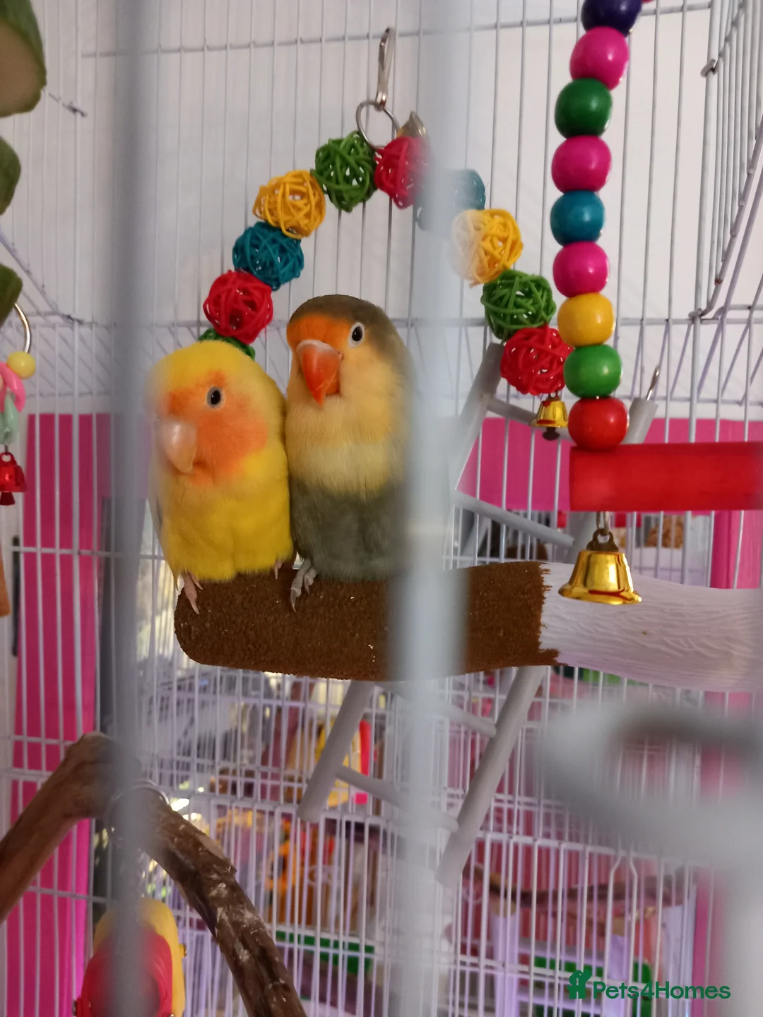 Lovebirds birds for sale: Two gorgeous friendly lovebirds  - Advert 6