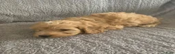 Cockapoo dogs for sale: Stunning cockapoos - Advert 24