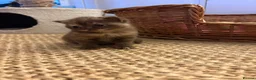British Shorthair cats for sale: Beautiful British shorthair females  - Advert 13