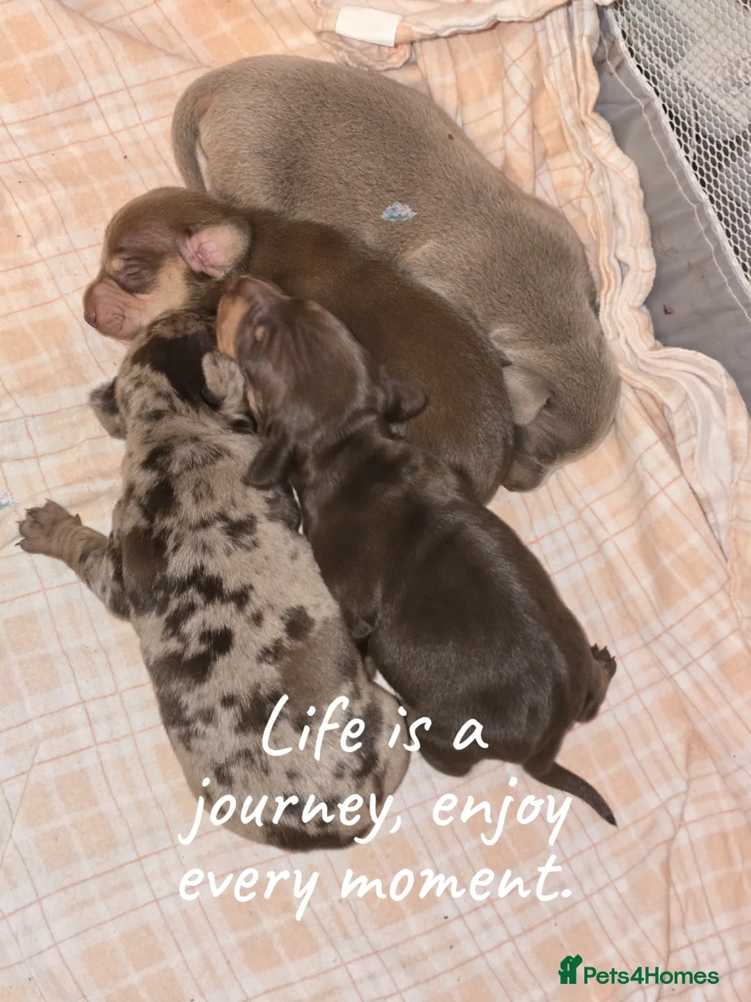 Dachshund dogs for sale: Dashhound puppies - Advert 1