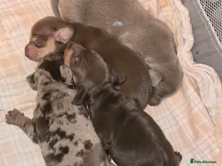 Dachshund dogs Dashhound puppies - Advert 15