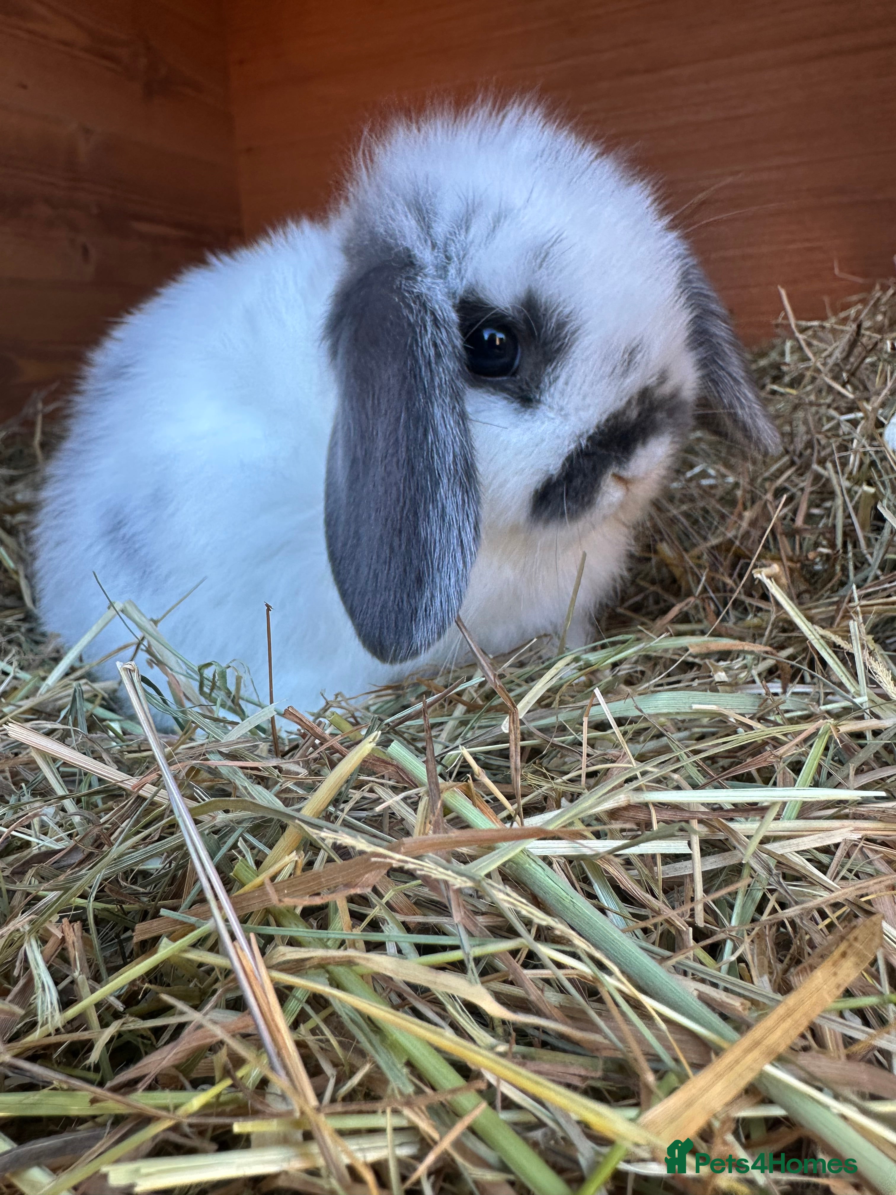 Mini Lop rabbits **one boy left** Beautiful vaccinated mini lops  - Advert 17