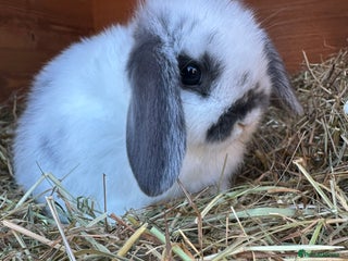 Mini Lop rabbits **one boy left** Beautiful vaccinated mini lops - Advert 7