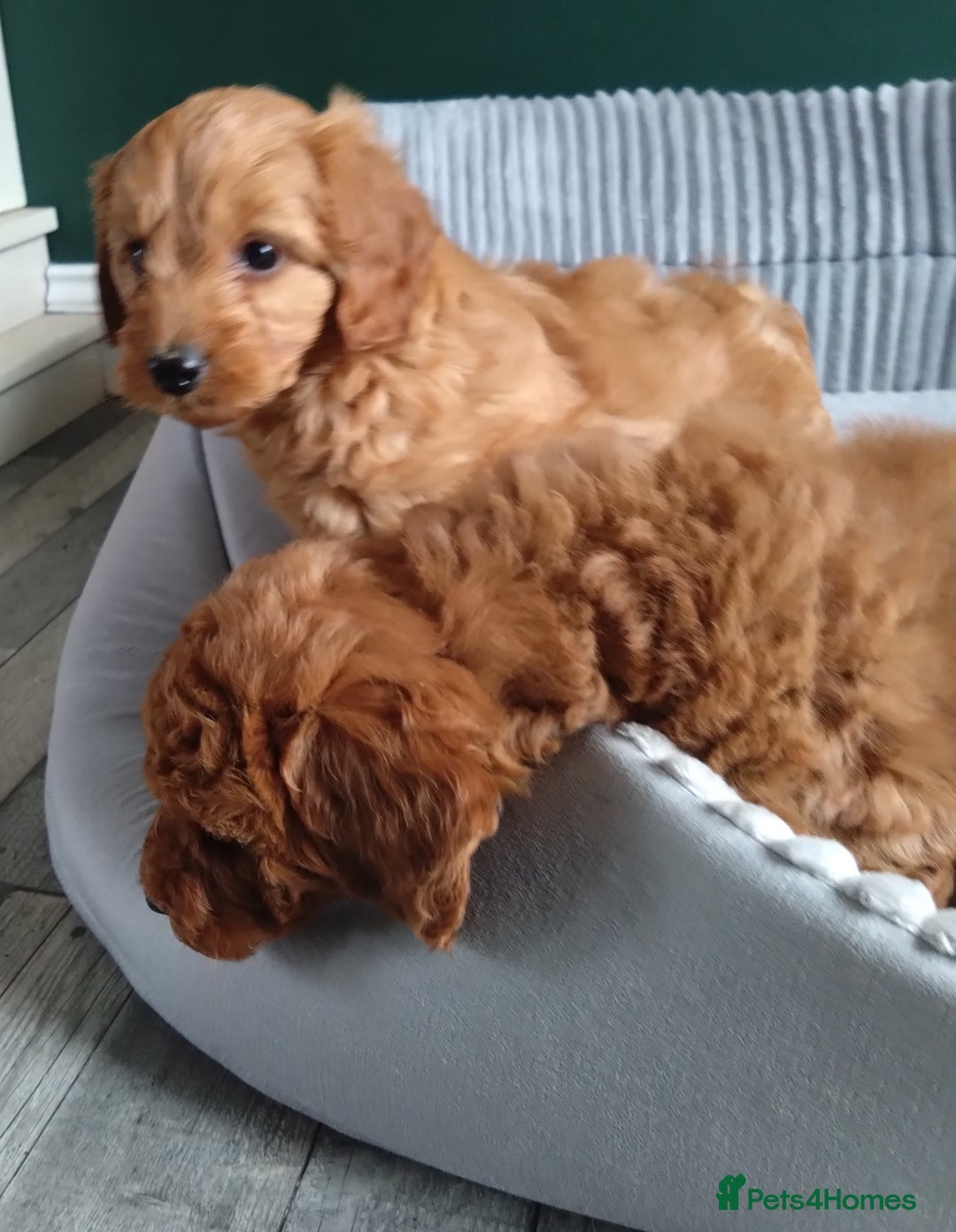 Cockapoo dogs for sale: F1B Cockapoos puppies - Image 4