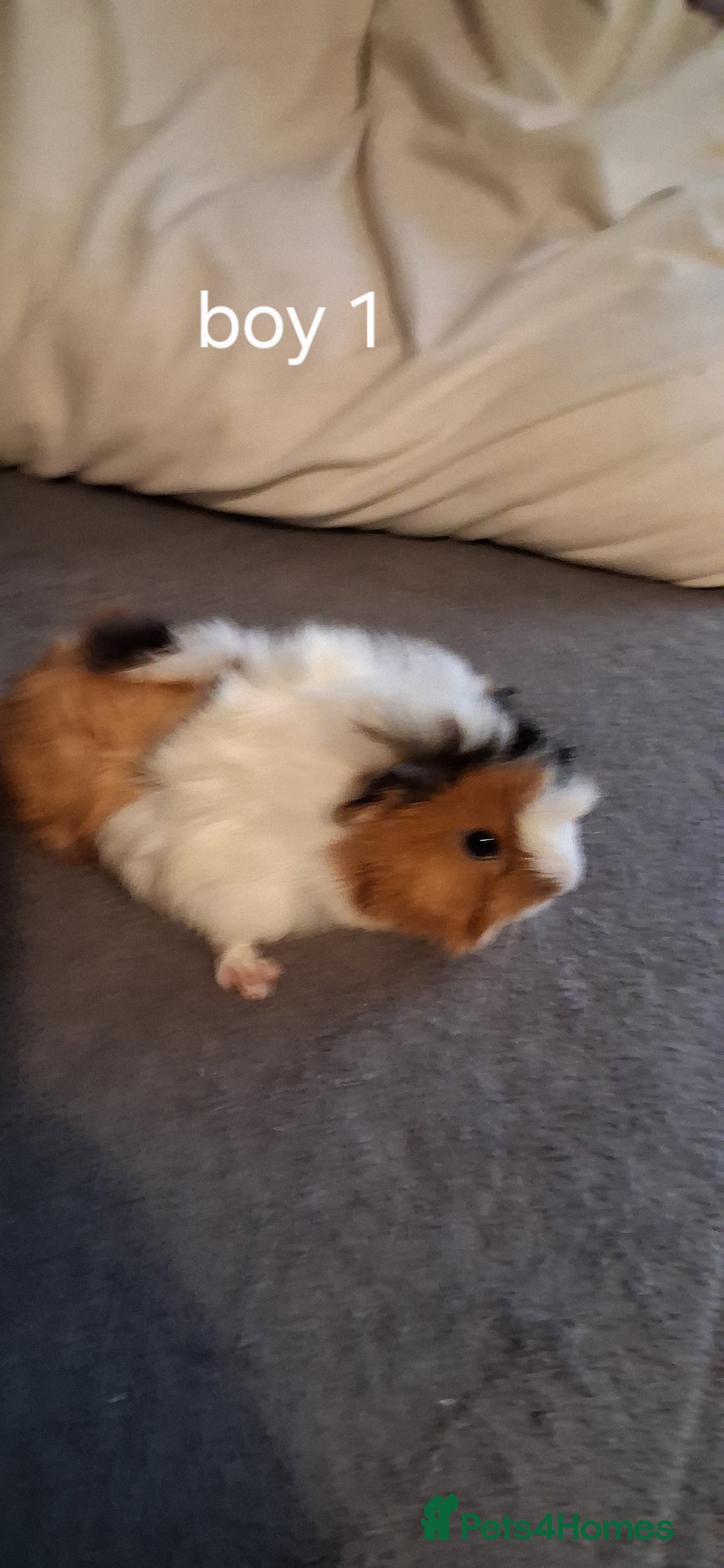 Guinea Pig rodents for sale: 6 baby girl guinea pigs 2 boys  - Advert 16